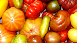 DEBUNKAGE : non, les semences ne sont pas la propriété des grands groupes, NON et NON !!