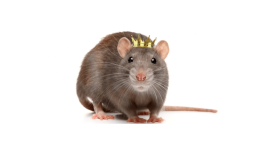 Chapitre XX : "L'attaque du Roi des Rats"