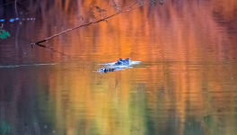 J'aime regarder les filles