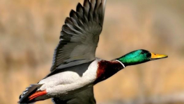 Je suis un Canard