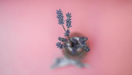 Poéto le Chat présente les poèmes du confinement