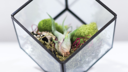 Je crée mon terrarium de Pierre Eyssartier