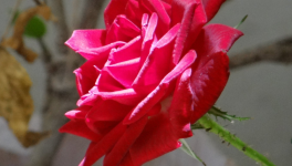 LA SIESTE DU COLIBRI !