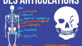 Stabilité/mobilité des articulations