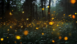 Luciole 2 : LinkTober2025