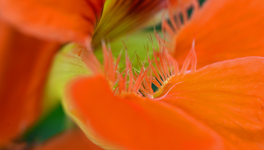 Mini expo photo 21 : L’intimité de capucine