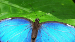 Que se passe-t-il à l'intérieur du chrysalis d'un papillon?