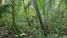 Vivre en forêt amazonienne