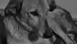 Le Regard d'une Princesse