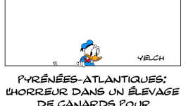 l'enfer dans les élevages de canards? 