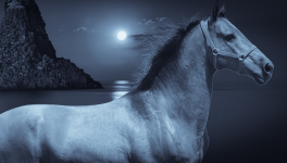 CHEVAL  BLEU