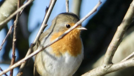 Votre calendrier de l'Avent - 18 Décembre 