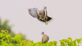 Quelques Oiseaux d'Afrique de l'Ouest