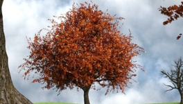 Ô, saisons déréglées