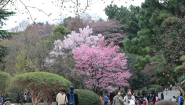 Jour 4, matin (Parc de Shinjuku)