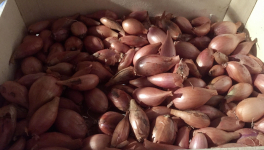 Le jardin du 23 Juillet