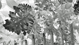 Le silence des plantes