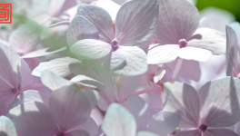 Mini expo photo 10 : L’hortensia l’été