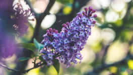 La chanson d’Alexandre.