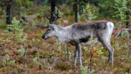 Le rennes arctique : Maître de la lumière au pays du soleil de minuit