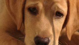 Haloha, réformée Chien guide d'aveugles