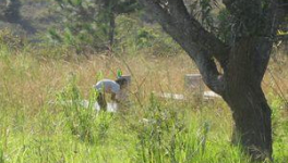 La Terre des Ancêtres