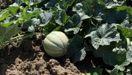 Déconfinement: une utopie? 