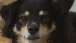 Message de Mini : Amour et vulnérabilité