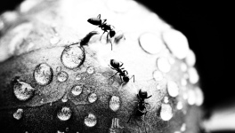 Episode 1 : Les fourmis