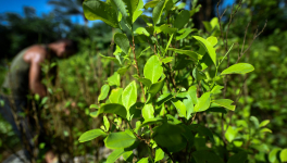 C17H21NO4  (a poem about cocaine)