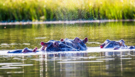 Photos d'Hippos