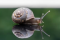 Escargot