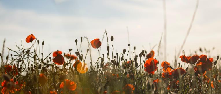 Armistice (08/05/2020)