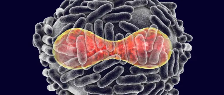 Sur la variole du singe, pustulons pour un vaccin !