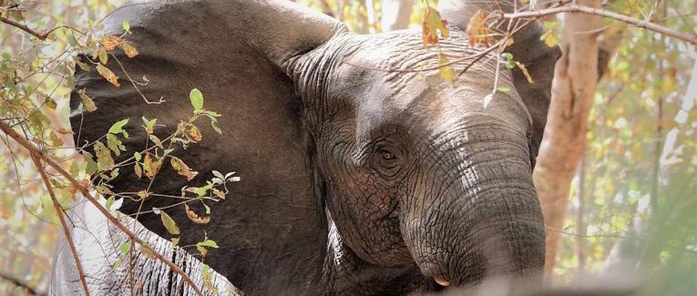 A la poursuite des éléphants
