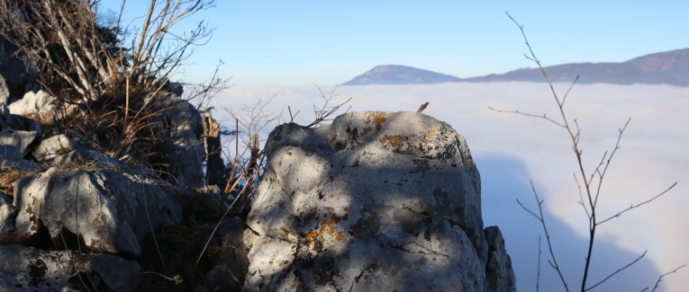 Après 59 ans ! Décodage tardif du mode de survie maternelAfter 59 Years! Late Decoding of the Maternal Survival Mode