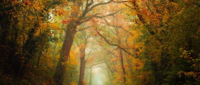 La jeune fille de la Braye
