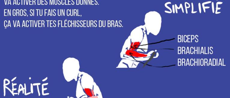 Les facteurs qui influencent ton activation musculaire