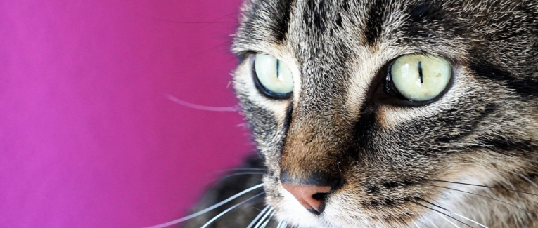 Le chat