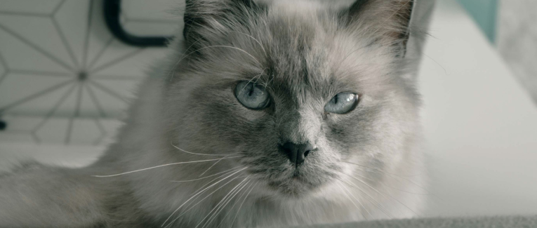 Point médian - le 8e passager