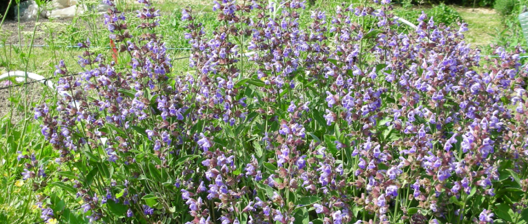 Quelque chose du printemps