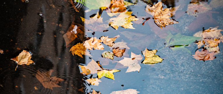 Mon Murmure Polyglotte