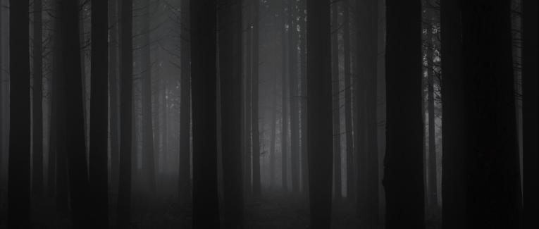 En forêt