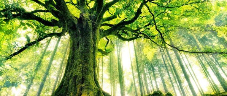 Les bienfaits avérés de la forêt ? Késaco ?