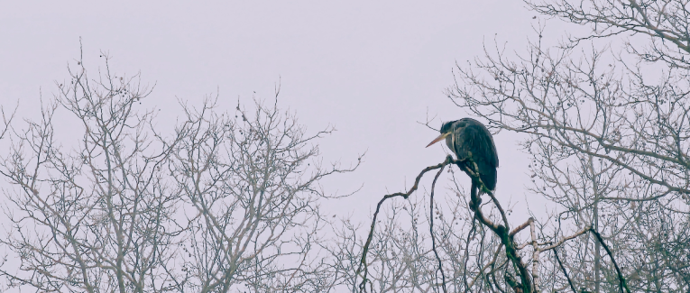 L'esprit des anciens dieux