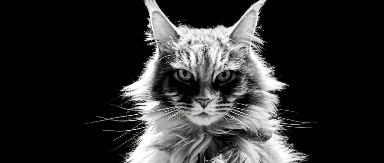 Ozzy