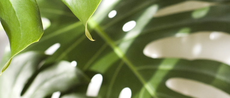 Monstera