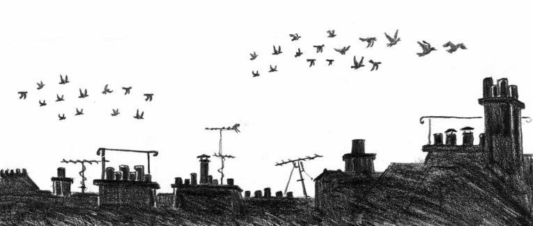 pigeons !