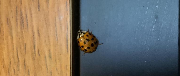 Un hôte indésirable au jardin