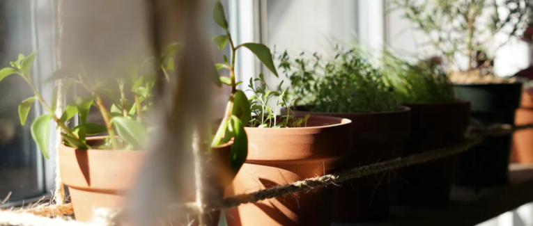 Step by Step Tips to Plant a Herb Garden